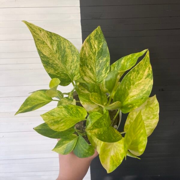 Epipremnum Pothos Teruno #25 Crystal Green | Terunoworld Series - Image 4