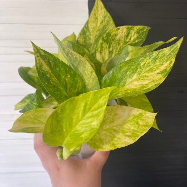 Epipremnum Pothos Teruno #25 Crystal Green | Terunoworld Series - Image 3