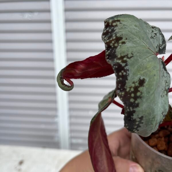 Begonia Curtisii Galaxy Curl - Image 2