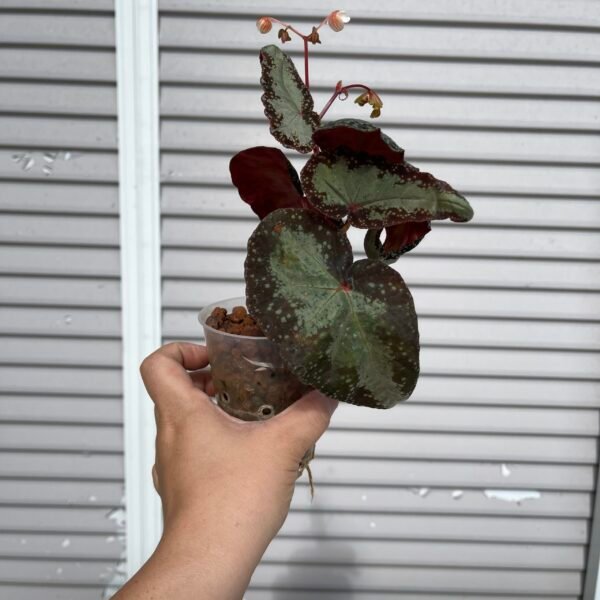 Begonia Curtisii Galaxy Curl - Image 4