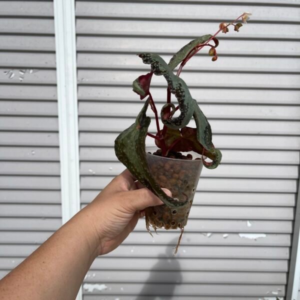 Begonia Curtisii Galaxy Curl - Image 7