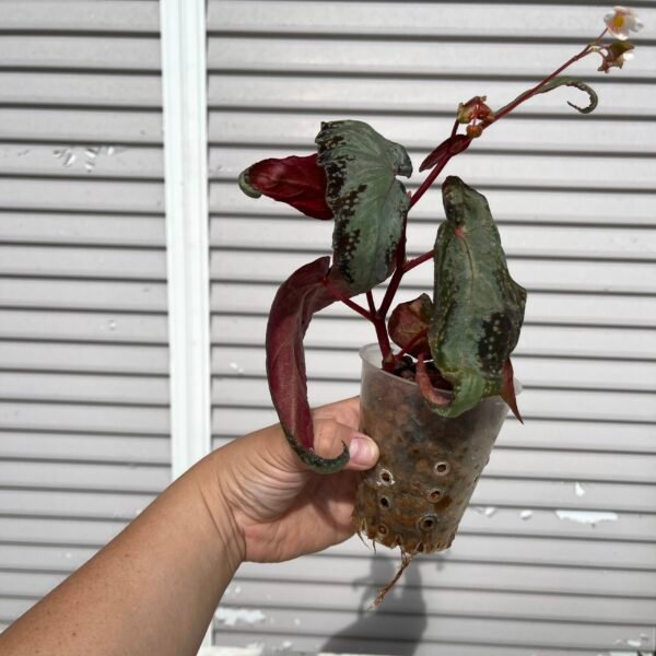 Begonia Curtisii Galaxy Curl - Image 6