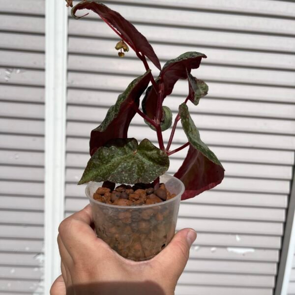 Begonia Curtisii Galaxy Curl - Image 5