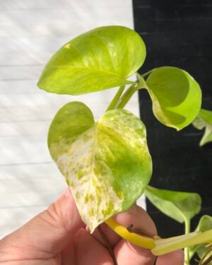 Pothos Epipremnum High Queen Tricolor | 1 leaf cutting