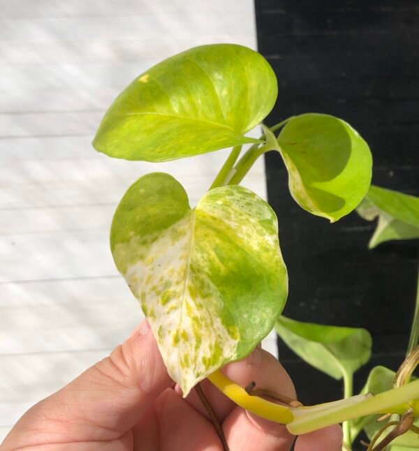 (Restocking Soon) Pothos Epipremnum High Queen Tricolor | 1 leaf cutting