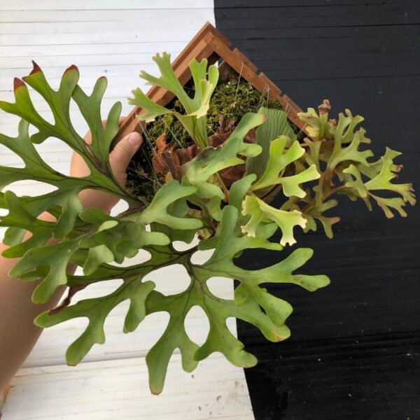 Platycerium Ridleyi