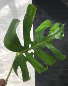 Collin | Special Order