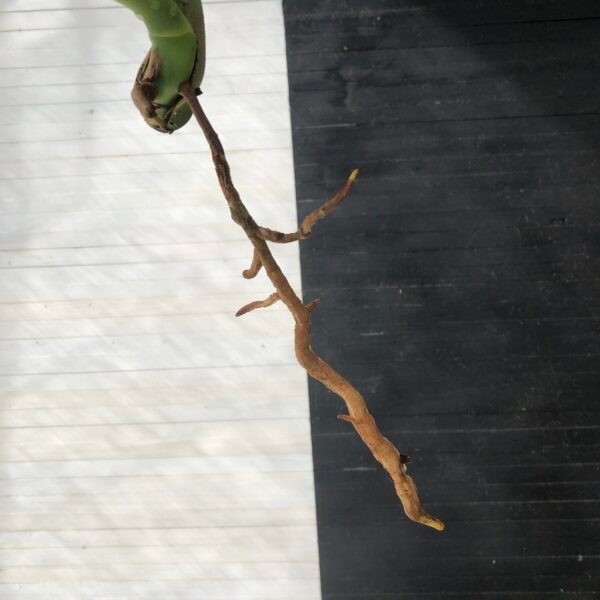 Collin | Special Order - Image 10