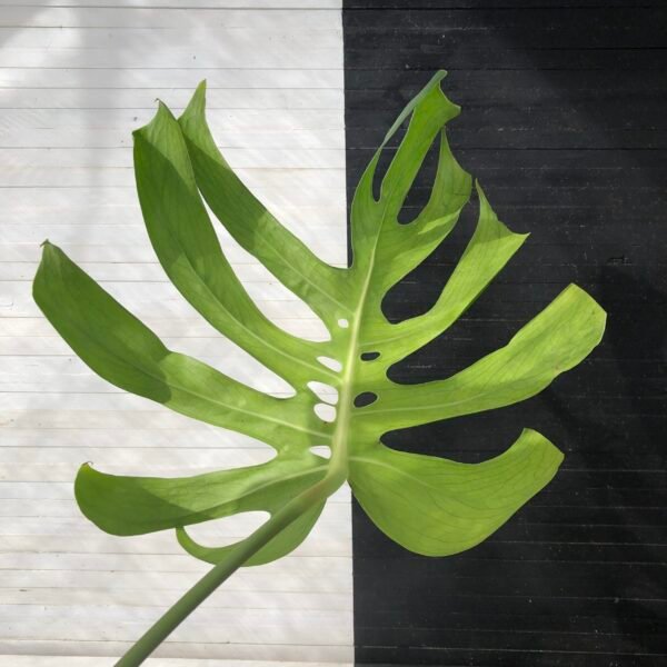 Collin | Special Order - Image 3