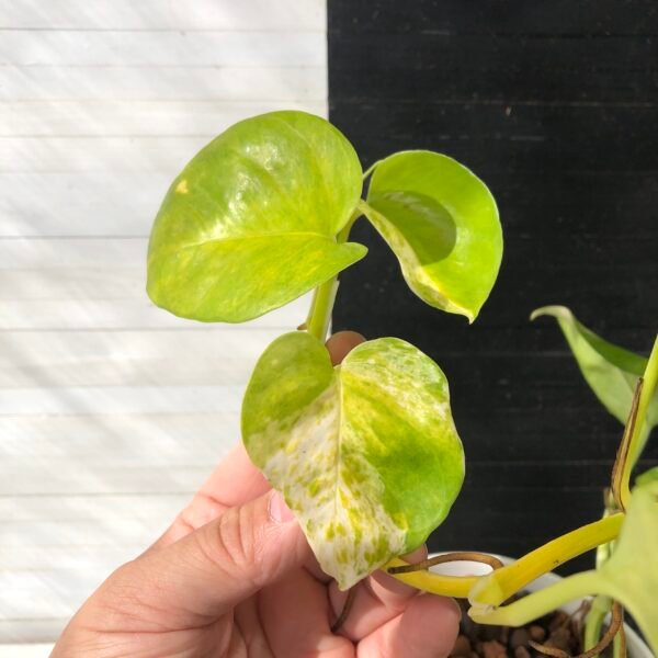 (Restocking Soon) Pothos Epipremnum High Queen Tricolor | 1 leaf cutting - Image 3
