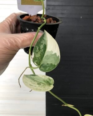 Scindapsus Mayari | 11103