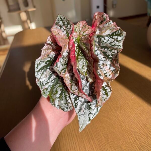 Variegated Begonia Snow Capped - Image 4