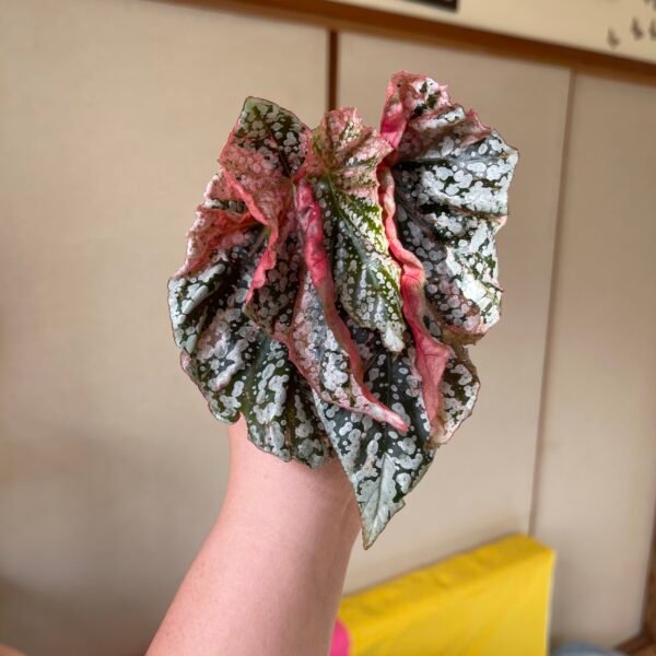 Variegated Begonia Snow Capped - Image 6