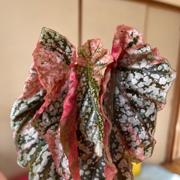 Variegated Begonia Snow Capped - Image 3