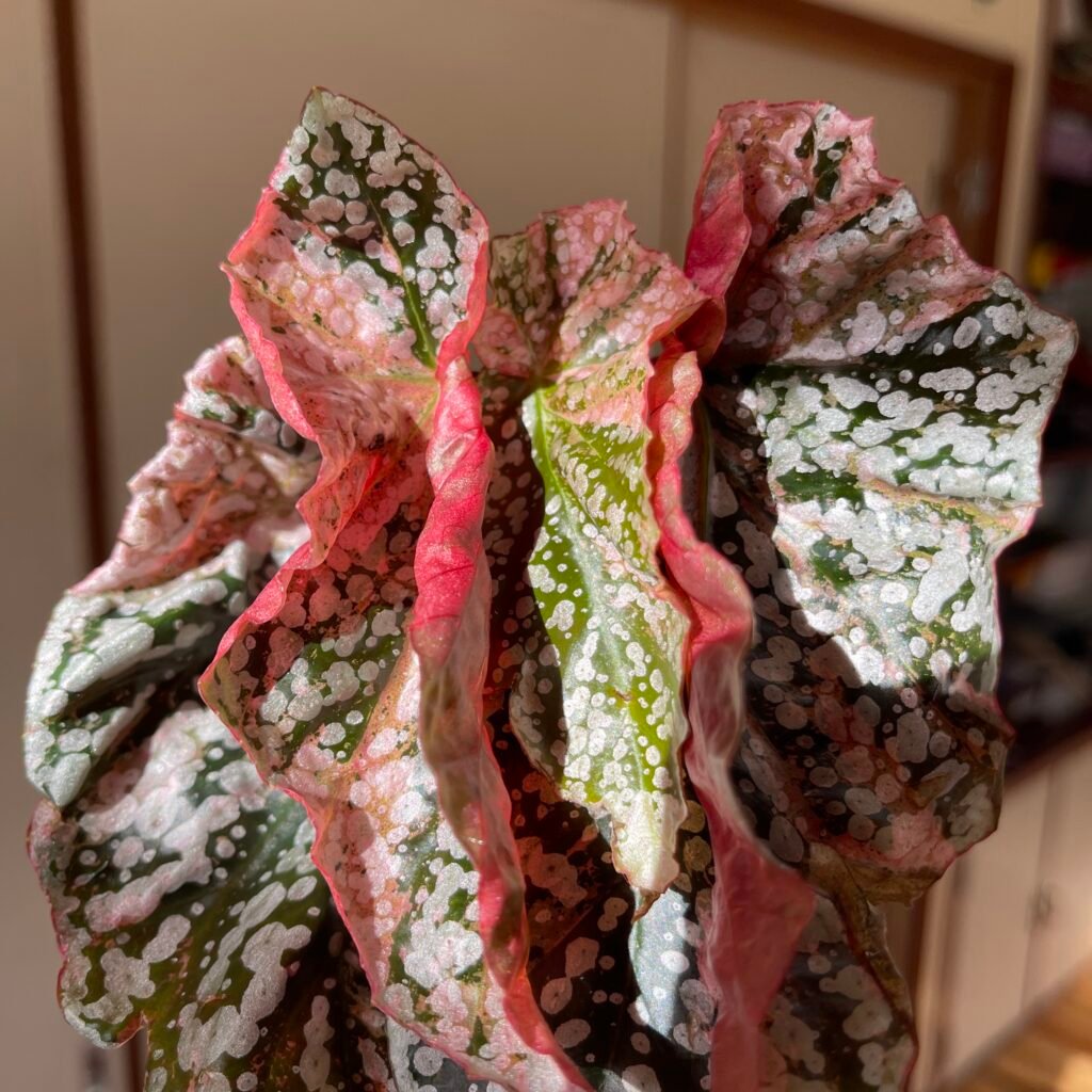 Variegated Begonia Snow Capped