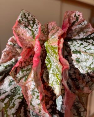 Variegated Begonia Snow Capped
