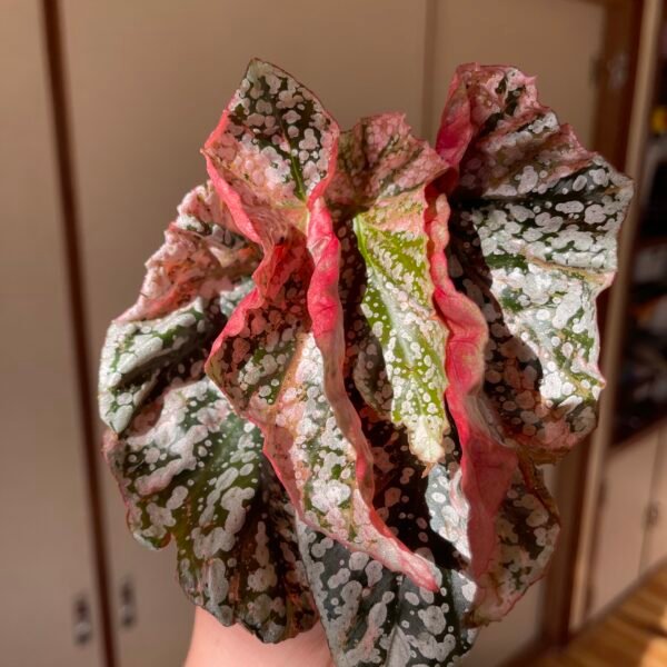 Variegated Begonia Snow Capped - Image 2
