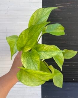 Pothos Teruno #28 Rencontre - limited release | TERUNOWORLD SERIES