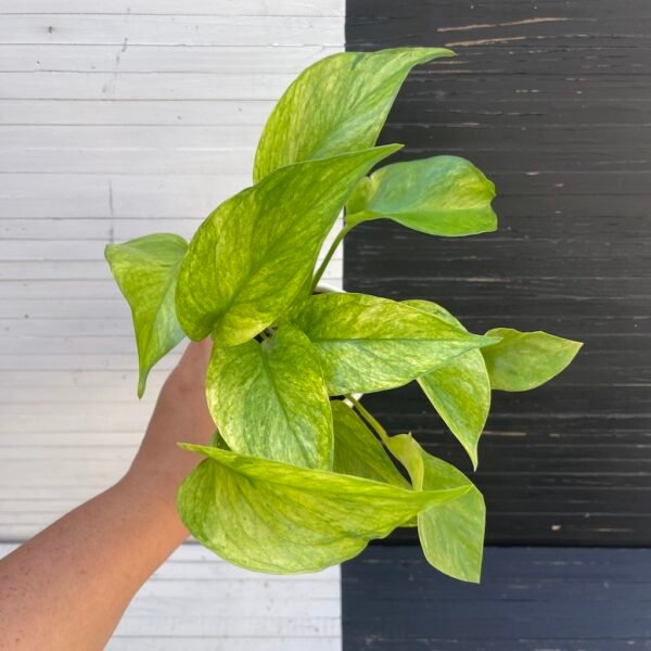 Pothos Teruno #28 Rencontre - limited release | TERUNOWORLD SERIES
