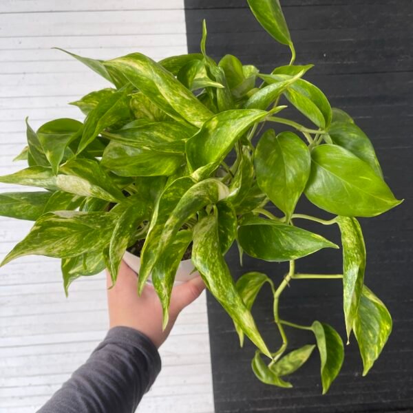 Pothos Teruno Golden Jack | TERUNOWORLD SERIES - Image 2