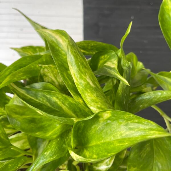 Pothos Teruno Golden Jack | TERUNOWORLD SERIES - Image 3