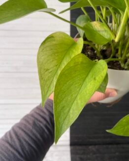 Pothos Teruno #15 Himiko | TERUNOWORLD SERIES