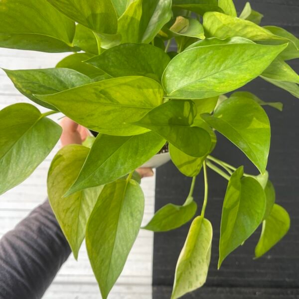 Pothos Teruno #15 Himiko | TERUNOWORLD SERIES - Image 2