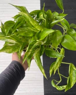 Pothos Teruno Golden Jack | TERUNOWORLD SERIES