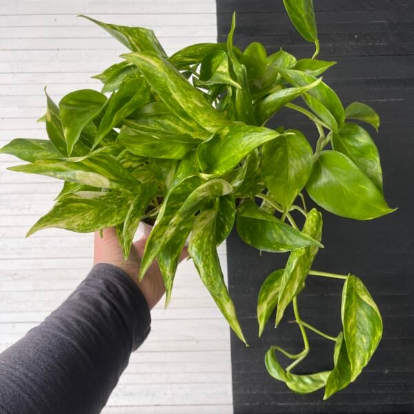 Pothos Teruno Golden Jack | TERUNOWORLD SERIES