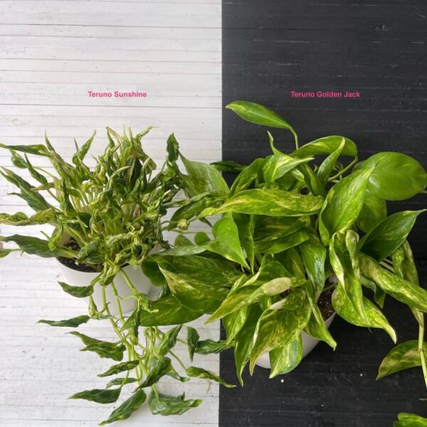 Pothos Teruno Golden Jack | TERUNOWORLD SERIES - Image 4