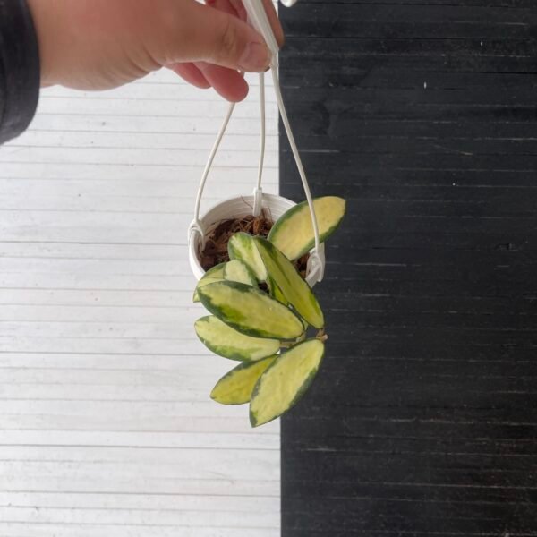 Variegated Hoya Acuta