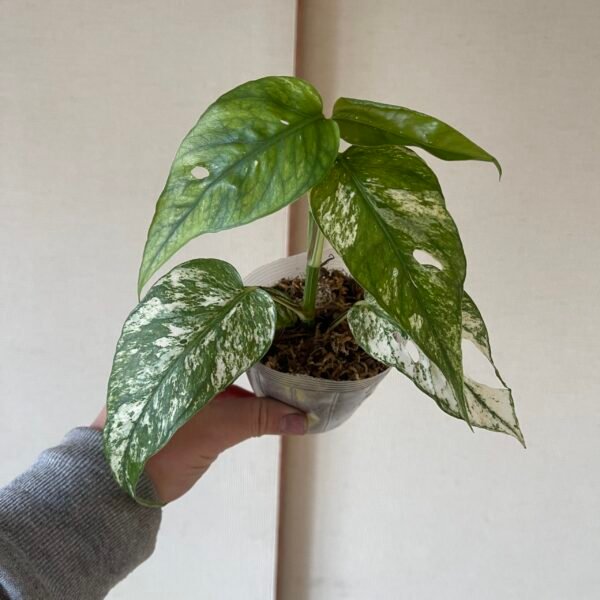 Variegated Epipremnum Hanoman sp. Bali - Image 9