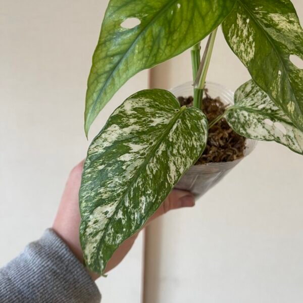 Variegated Epipremnum Hanoman sp. Bali - Image 2