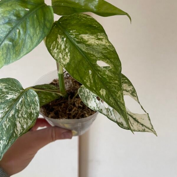 Variegated Epipremnum Hanoman sp. Bali - Image 6