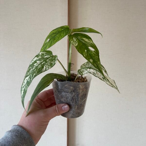 Variegated Epipremnum Hanoman sp. Bali - Image 5