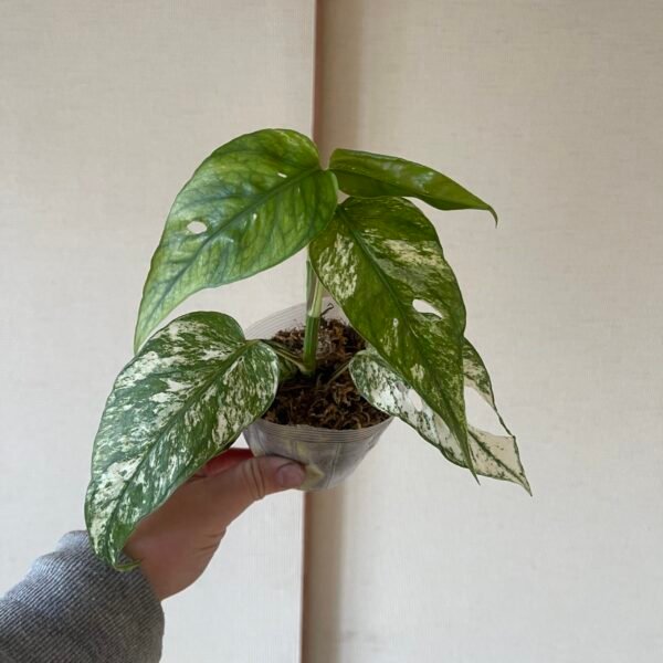 Variegated Epipremnum Hanoman sp. Bali - Image 4