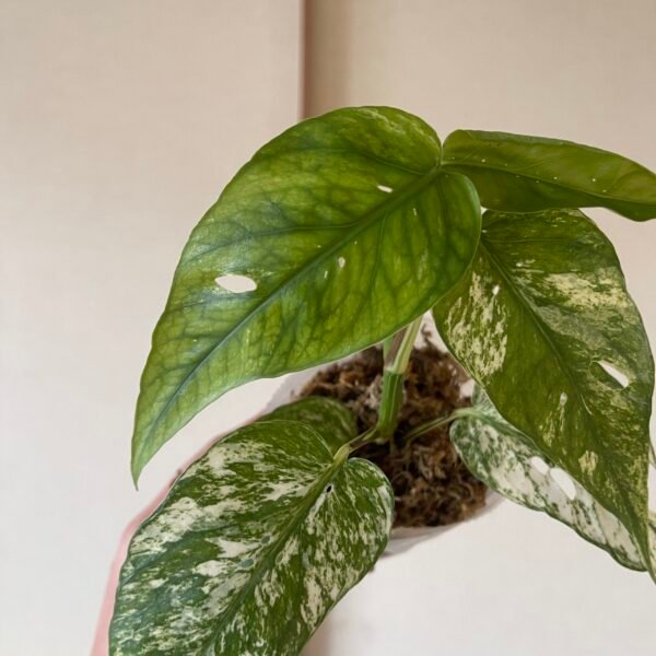 Variegated Epipremnum Hanoman sp. Bali - Image 7