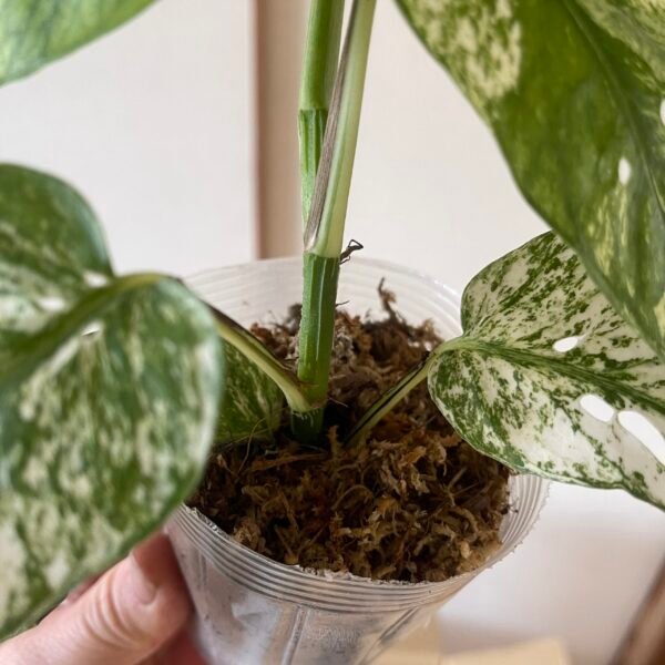 Variegated Epipremnum Hanoman sp. Bali - Image 8