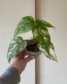 Variegated Epipremnum Hanoman sp. Bali