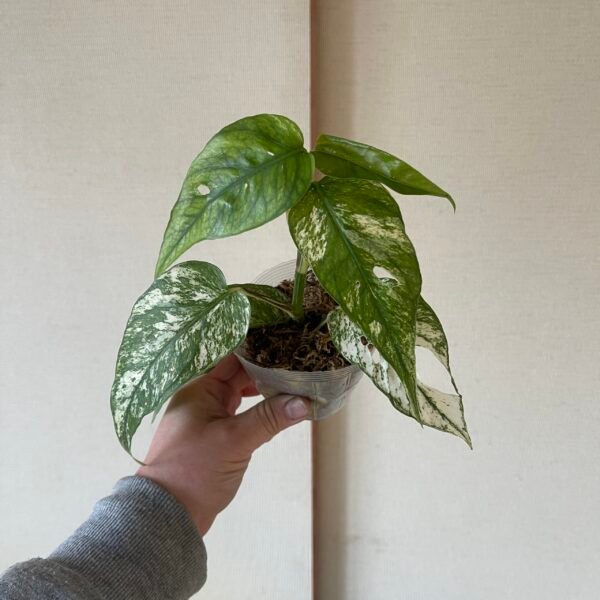Variegated Epipremnum Hanoman sp. Bali
