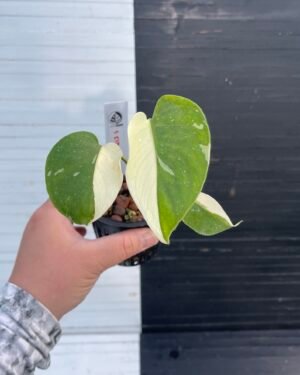Variegated Monstera Deliciosa Thai Constellation 'Half Moon'