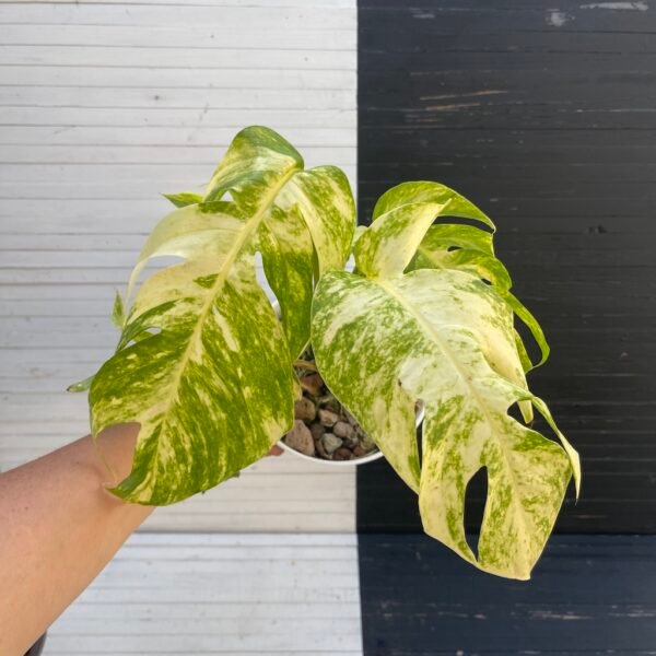 Large Mature Variegated Epipremnum Yellow Flame - Image 5