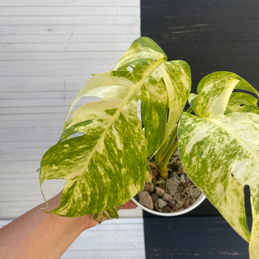 Large Mature Variegated Epipremnum Yellow Flame
