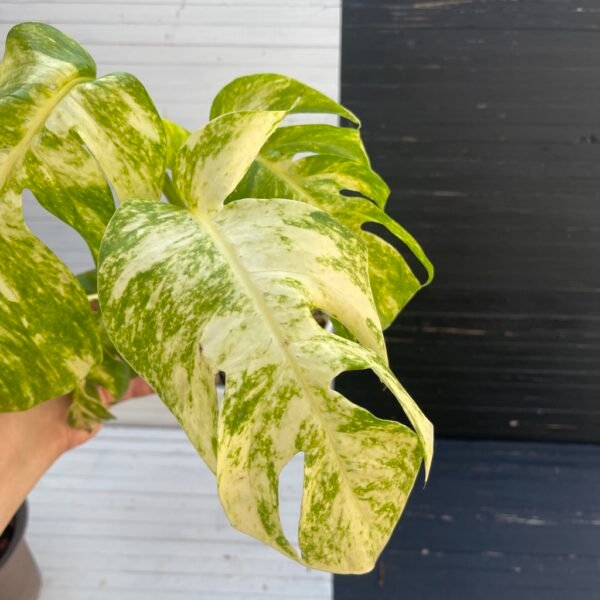 Large Mature Variegated Epipremnum Yellow Flame - Image 3