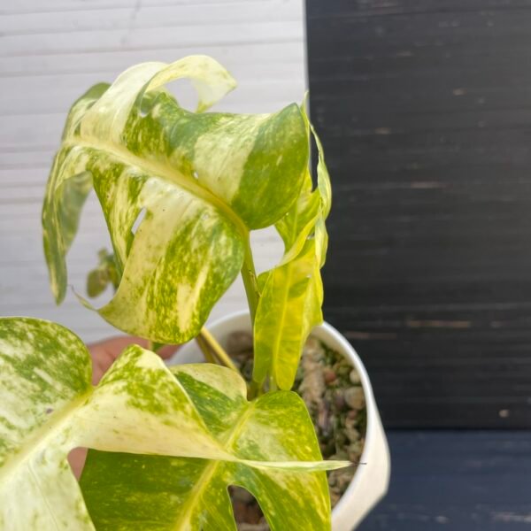 Large Mature Variegated Epipremnum Yellow Flame - Image 4