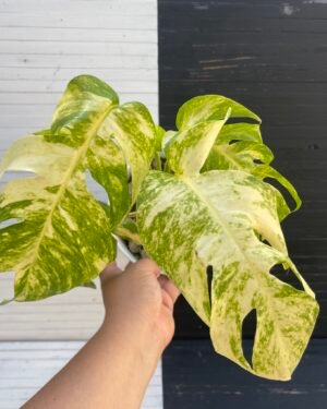 Large Mature Variegated Epipremnum Yellow Flame