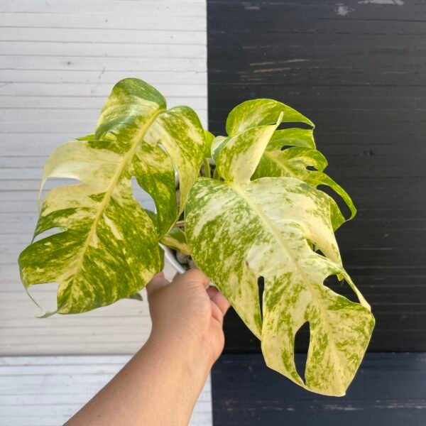 Large Mature Variegated Epipremnum Yellow Flame