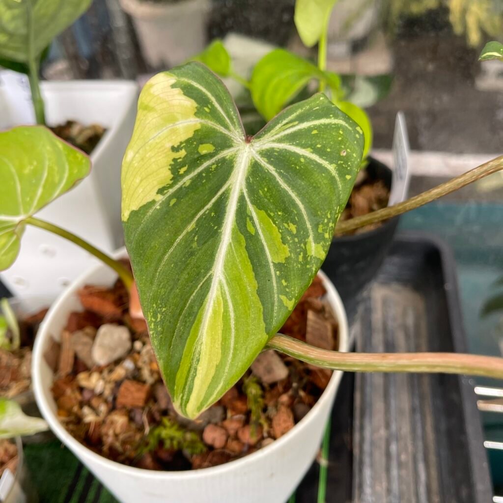 Variegated Philodendron Gloriosum Tricolor Type 2