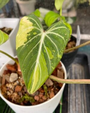 Variegated Philodendron Gloriosum Tricolor Type 2
