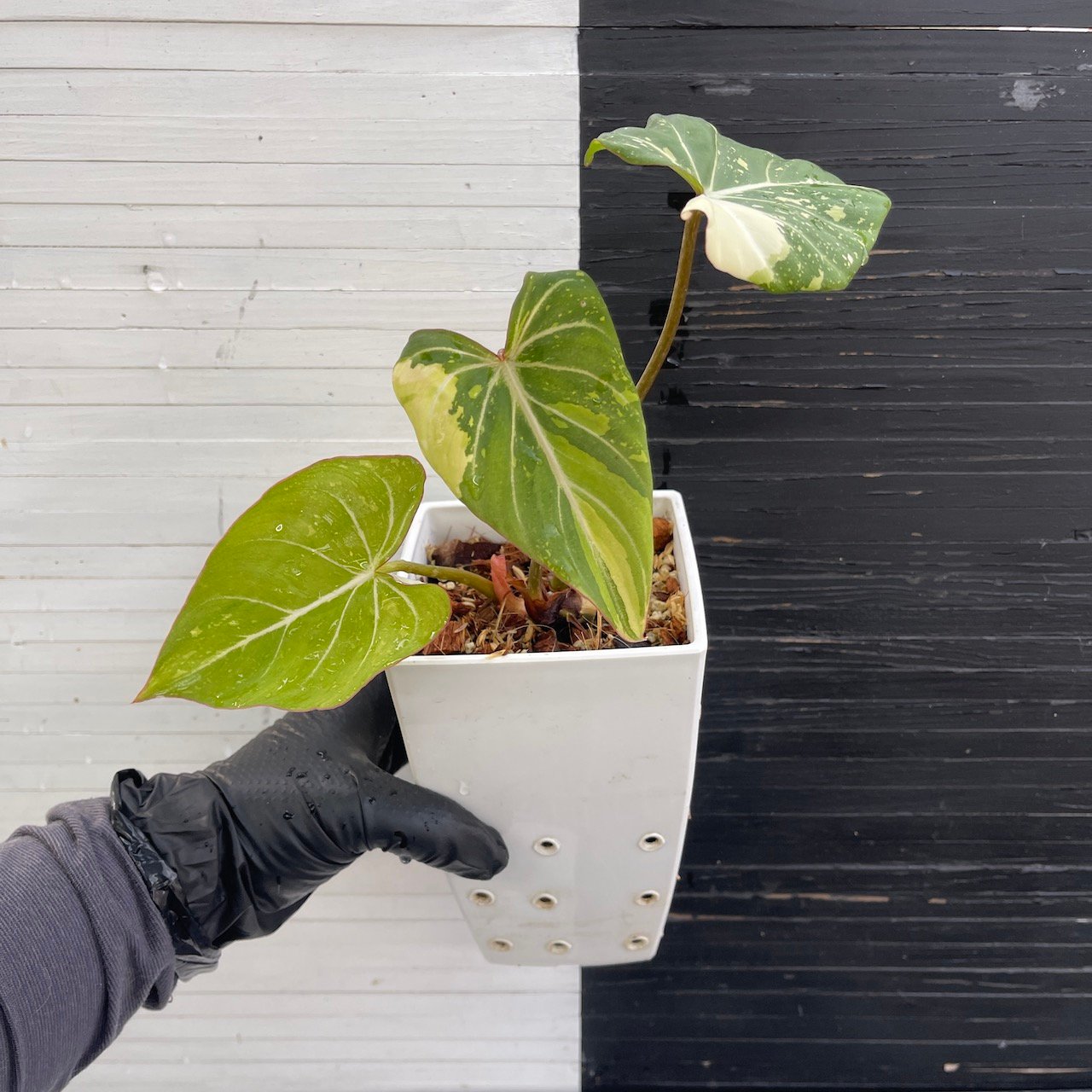 Variegated Philodendron Gloriosum Tricolor Type 2